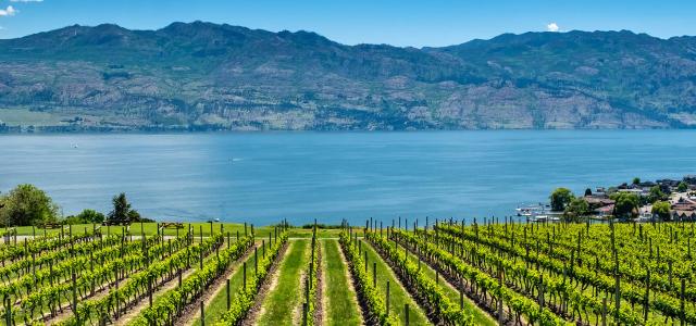 Okanagan vineyard
